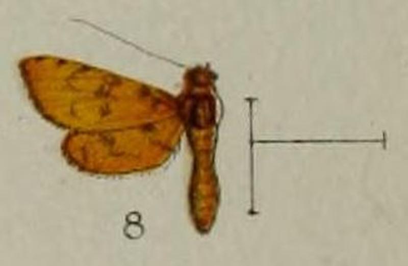 08-Nacoleia progonialis=Preneopogon progonialis (Hampson, 1898)