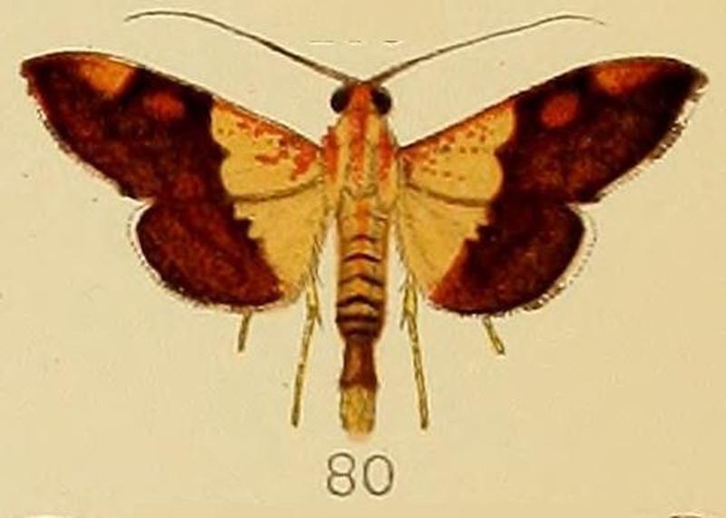 080-Agrotera semipictalis Kenrick, 1907