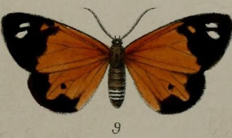 09-Aletis cunaxa=Pitthea cunaxa (Druce, 1887)