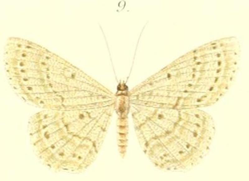 09-Boarmia viridaria=Catoria delectaria (Walker, 1866)