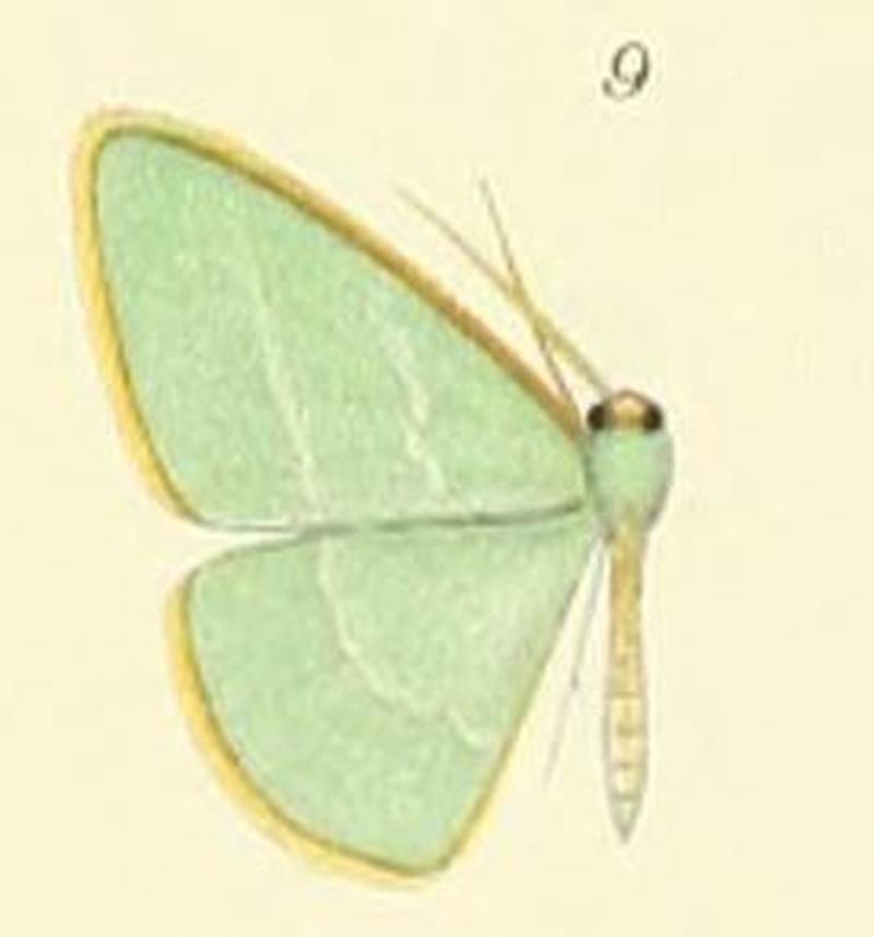 09-Chlorocoma melocrossa (Meyrick, 1888