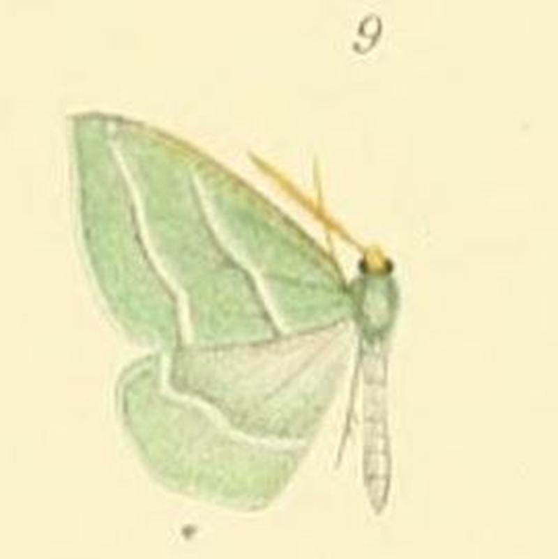 09-Euloxia meandraria (Guenée, 1857)