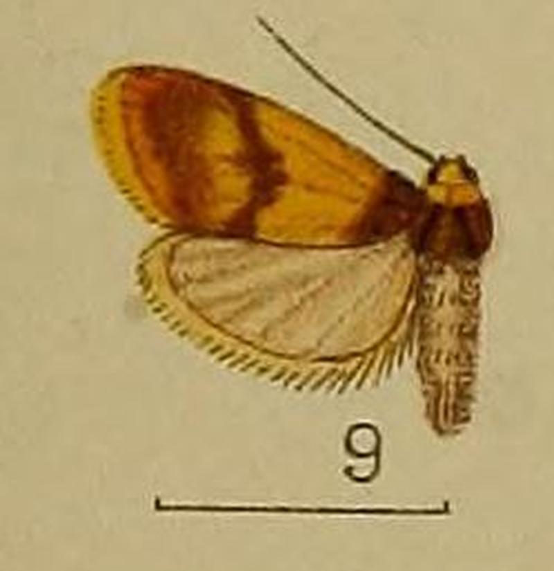 09-Halone flavinigra Hampson 1907