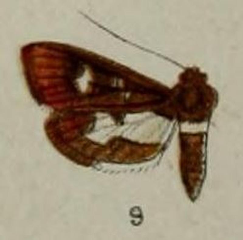 09-Nacoleia junctithyralis Hampson, 1898