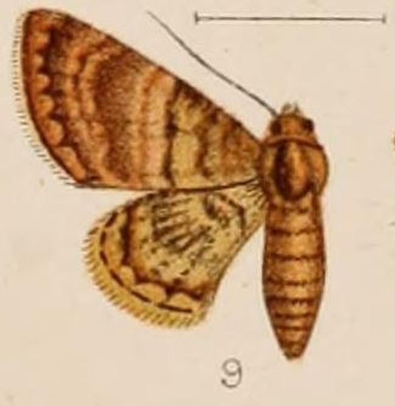 09-Neoscelis metachlora=Hybridoneura abnormis Warren, 1898
