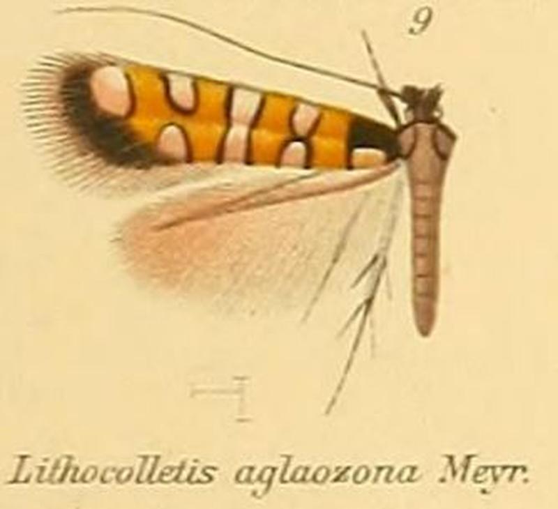 09-Porphyrosela aglaozona (Meyrick, 1882)