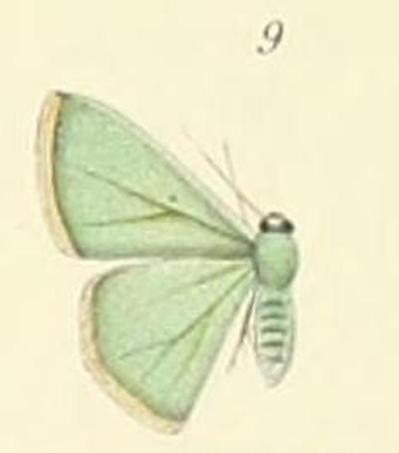 09-Prasinocyma bifimbriata Prout, 1912