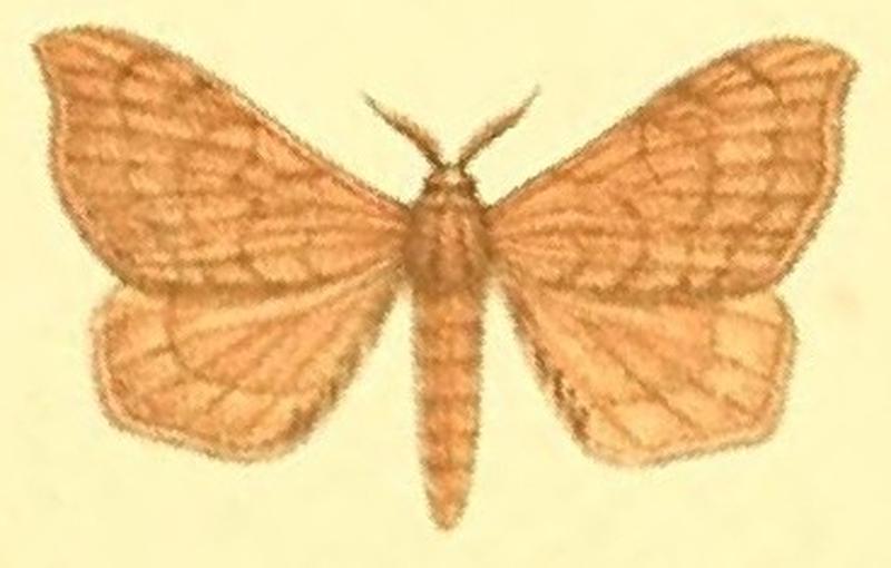 09-Racinoa metallescens (Möschler, 1887) (Opsirhina)