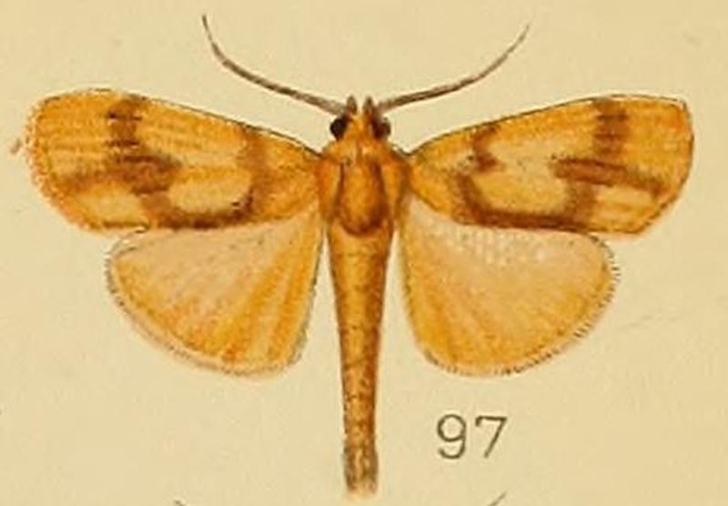 097-Ulopeza cruciferalis Kenrick, 1907