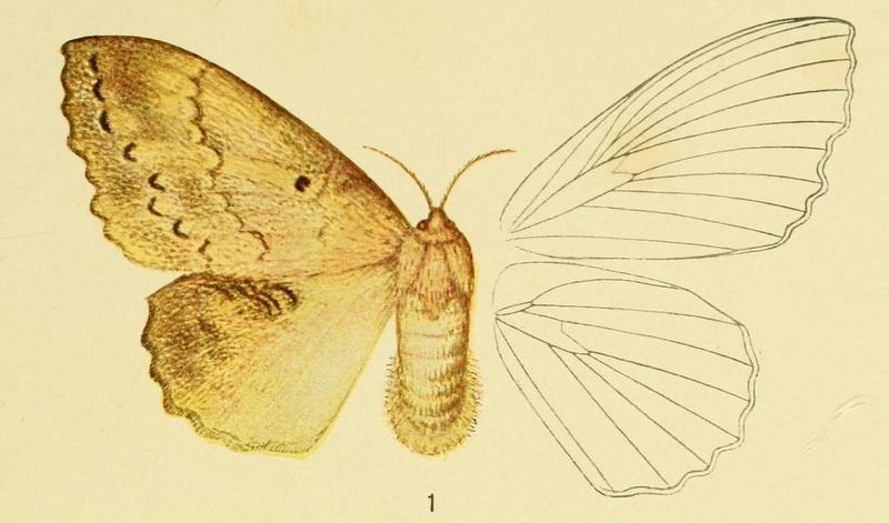 1-Philotherma spargata (Holland, 1893) (P.dentata)