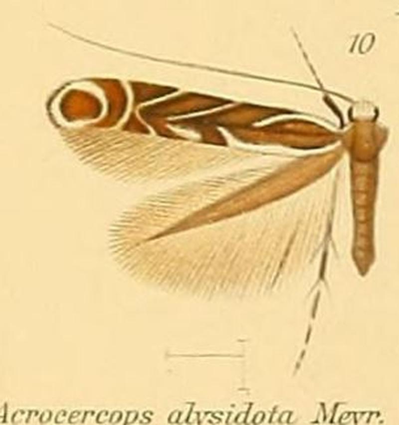 10-Acrocercops alysidota (Meyrick, 1880)