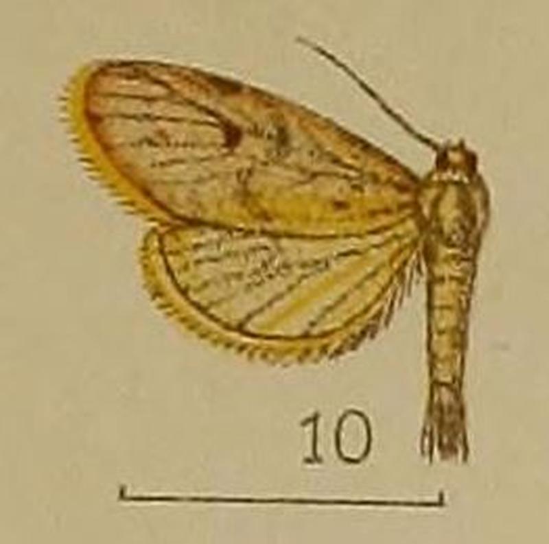 10-Asura phantasma Hampson, 1907