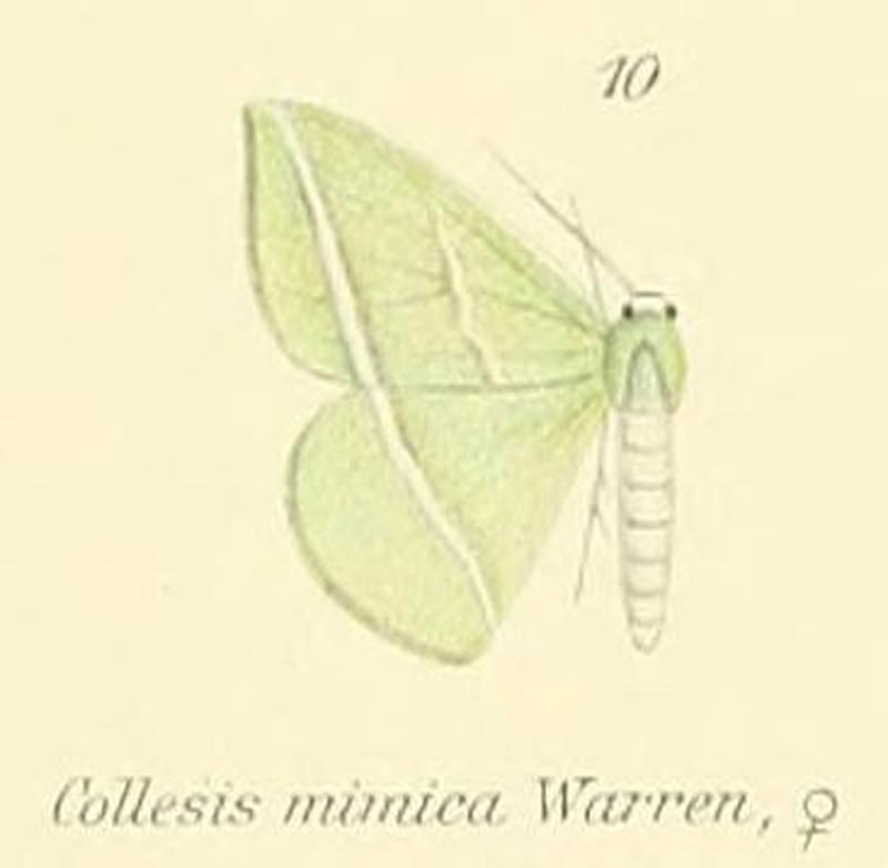 10-Collesis mimica Warren, 1897