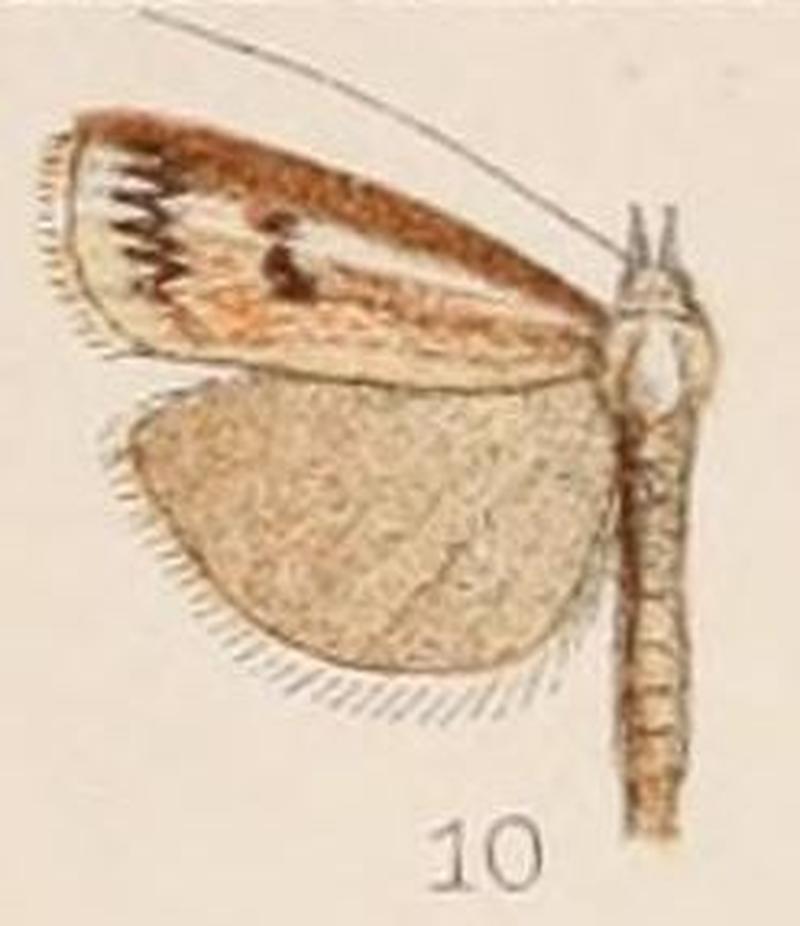 10-Crambus dianiphalis Hampson 1908