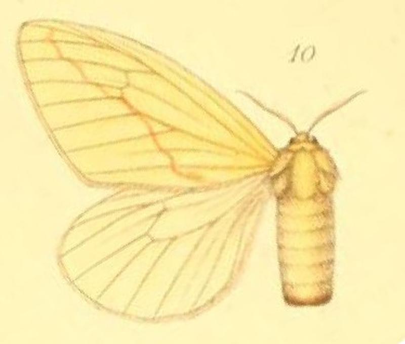 10-Crorema adspersa (Herrich-Schäffer, 1854) (Aroa sulphurea)