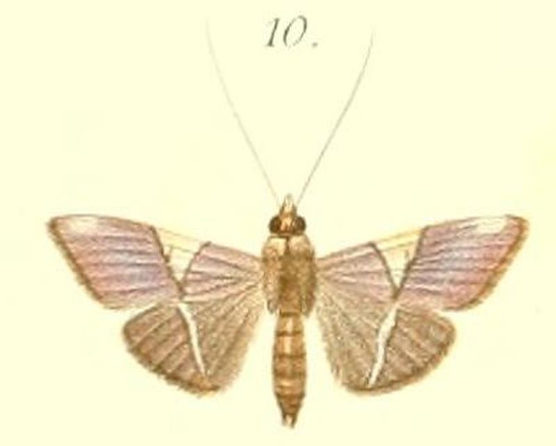 10-Heterocnephes scapulalis Lederer, 1863