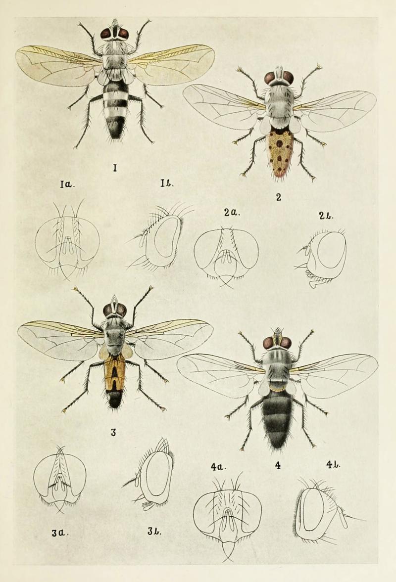 10-Indian-Insect-Life - Harold Maxwell-Lefroy - Tachinidae