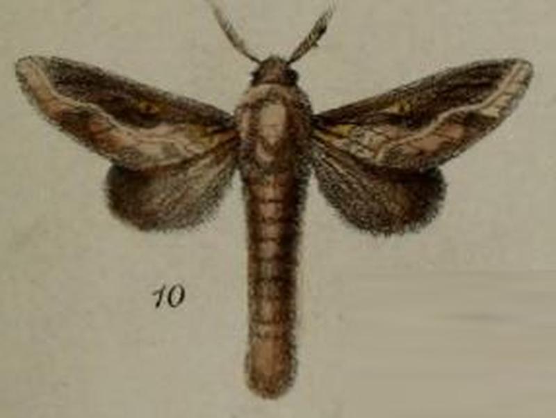 10-Megasoma splendens=Hecata splendens (Druce, 1887)