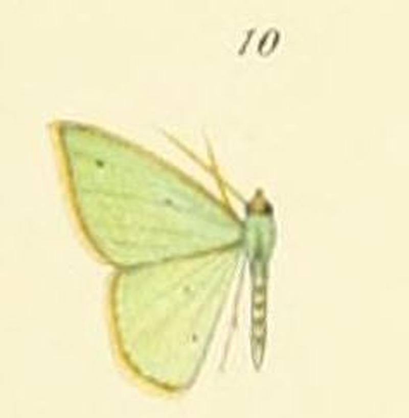 10-Metallochlora militaris (T.P. Lucas, 1891)