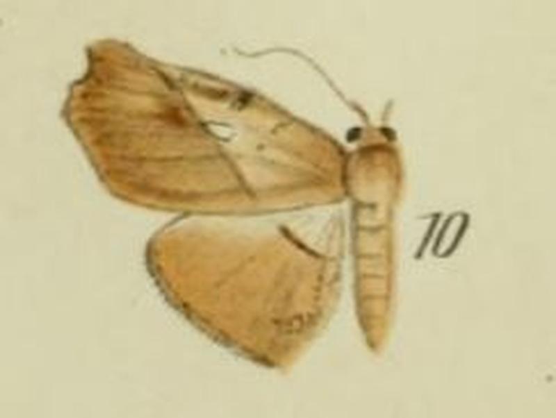 10-Pleuronodes odorino (Bryk, 1915) (Pleurona)