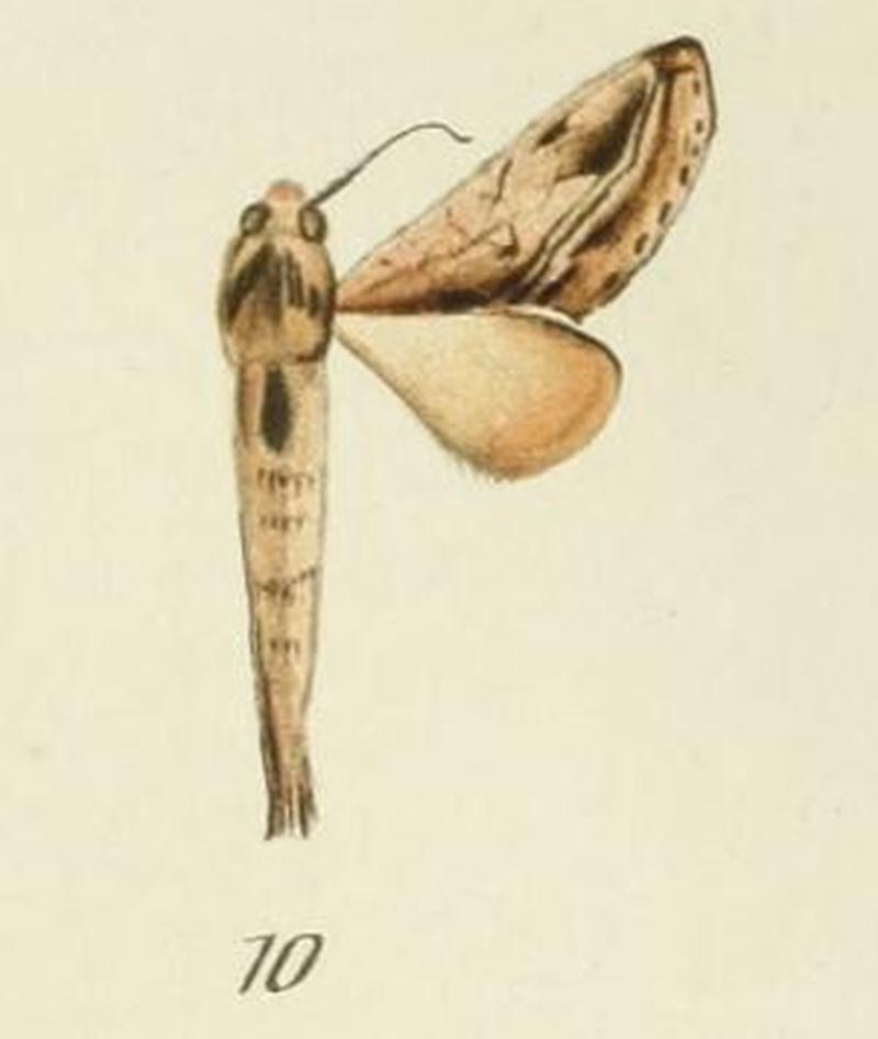 10-Scalmicauda tessmanni (Strand, 1911) (Graphidura)