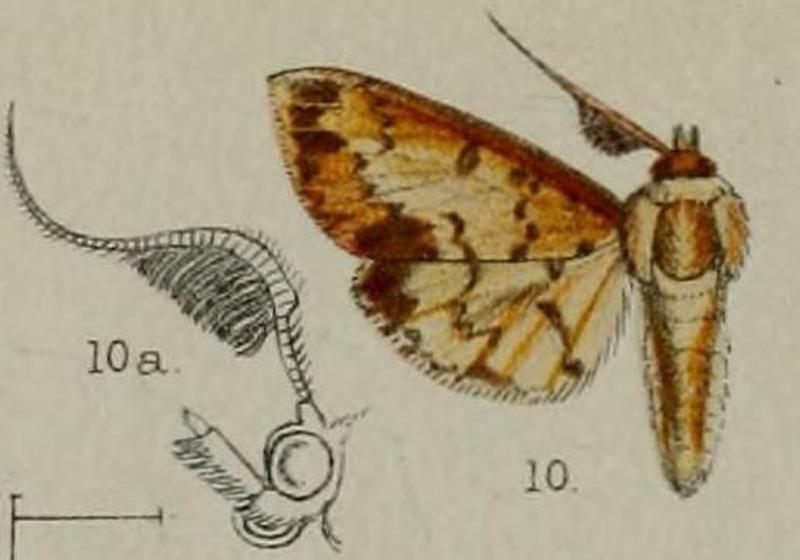 10-Sylepta plumifera=Syllepte plumifera Hampson, 1898