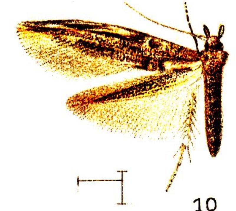 10.Opogona metanastes-Wlsm.x-f.10