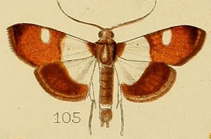 105-Caprinia castanealis Kenrick, 1907