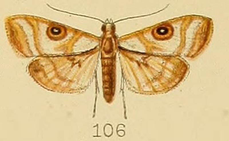 106-Dysallacta megalopa (Meyrick, 1889)