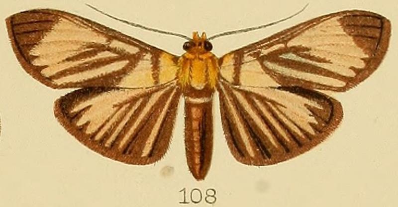 108-Tyspanodes radiata Kenrick, 1907