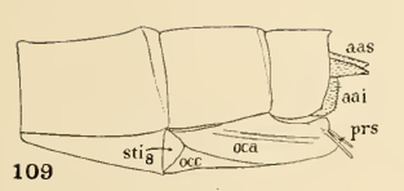 109 Agrion maculatum, (Calopteryx maculata )