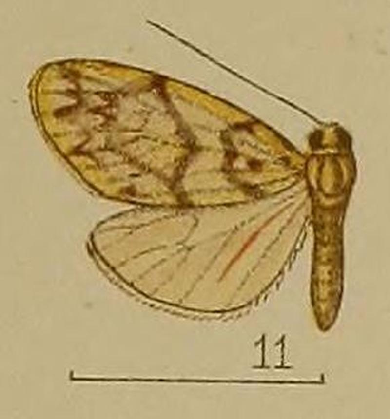 11-Asura toxodes Hampson, 1907