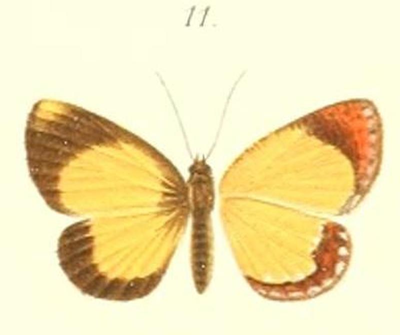 11-Cleis miokensis=Callidula miokensis (Pagenstecher, 1884)