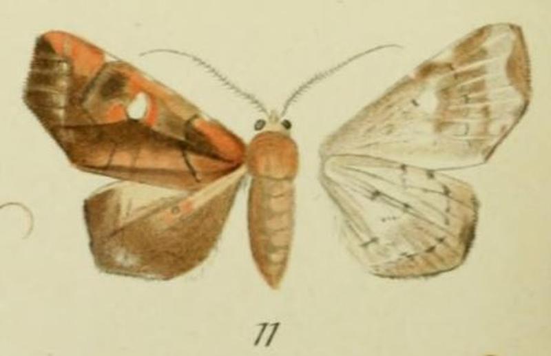 11-Episparis penetrata Walker, 1857 (Episparis sublibatrix)