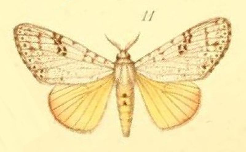 11-Eudasychira quinquepunctata Möschler, 1887