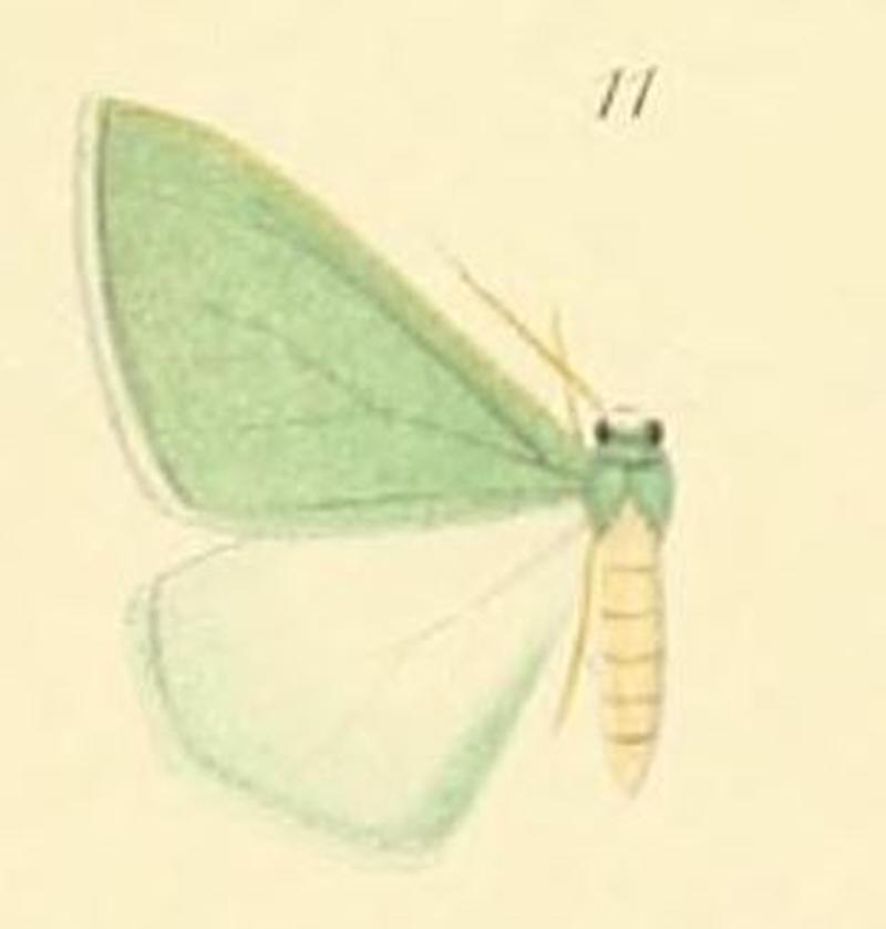 11-Hemistola semialbida Prout, 1912