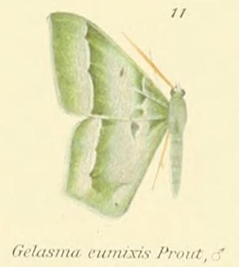 11-Maxates eumixis (Prout, 1911)