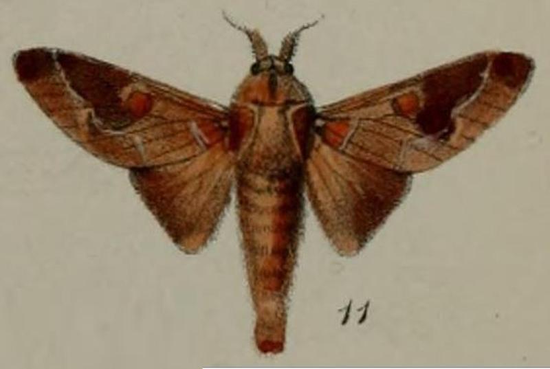 11-Megasoma polydora=Streblote polydora (Druce, 1887)