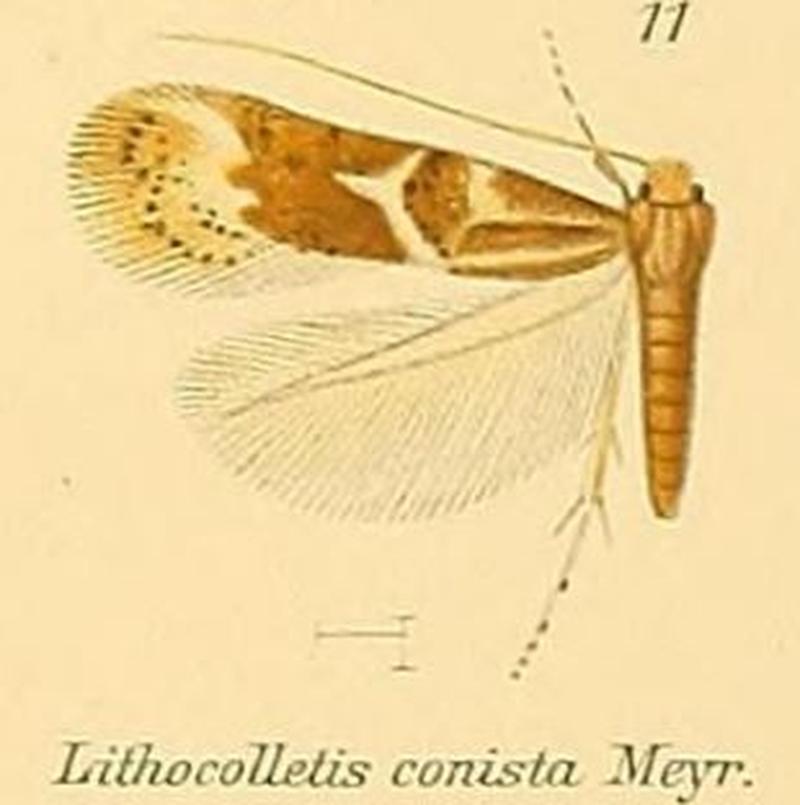 11-Phyllonorycter conista (Meyrick, 1911) (Lithocolletis)