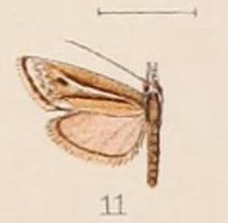 11-Platytes acroperalis=Microchilo acroperalis (Hampson, 1908)