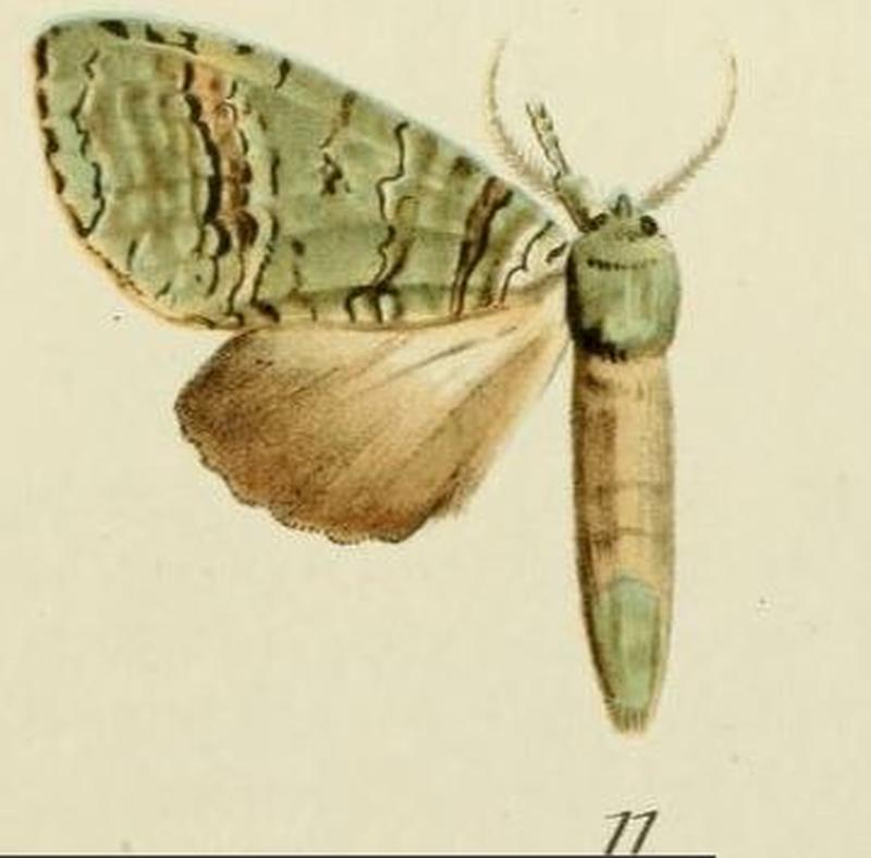 11-Someropsis viriditincta Strand, 1912
