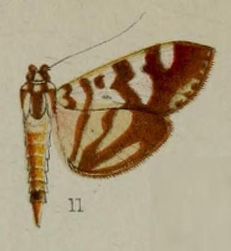 11-Sylepta clementsi=Syllepte clementsi Hampson, 1898