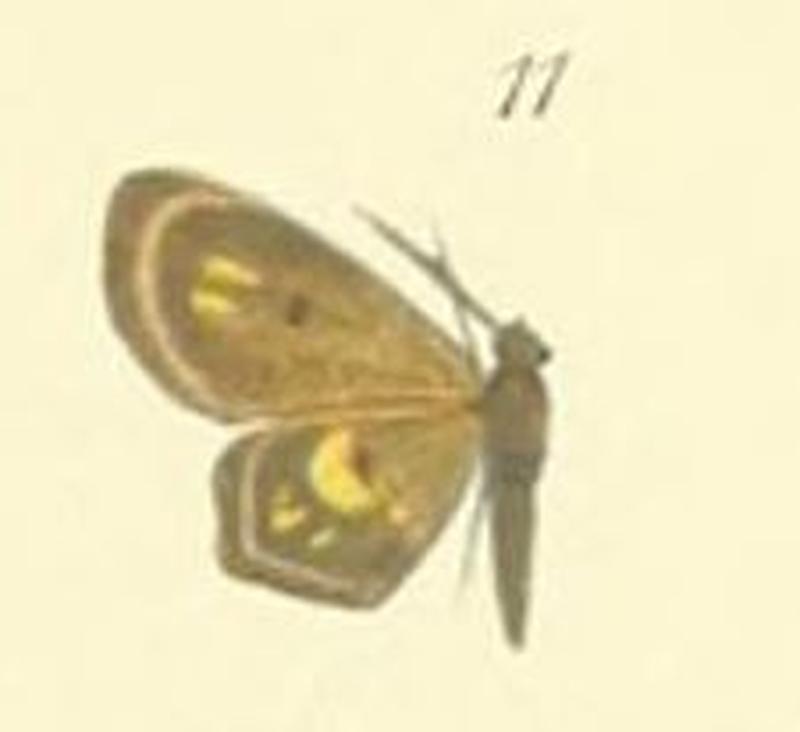 11-Xenopepla bicuneata (Prout 1910)