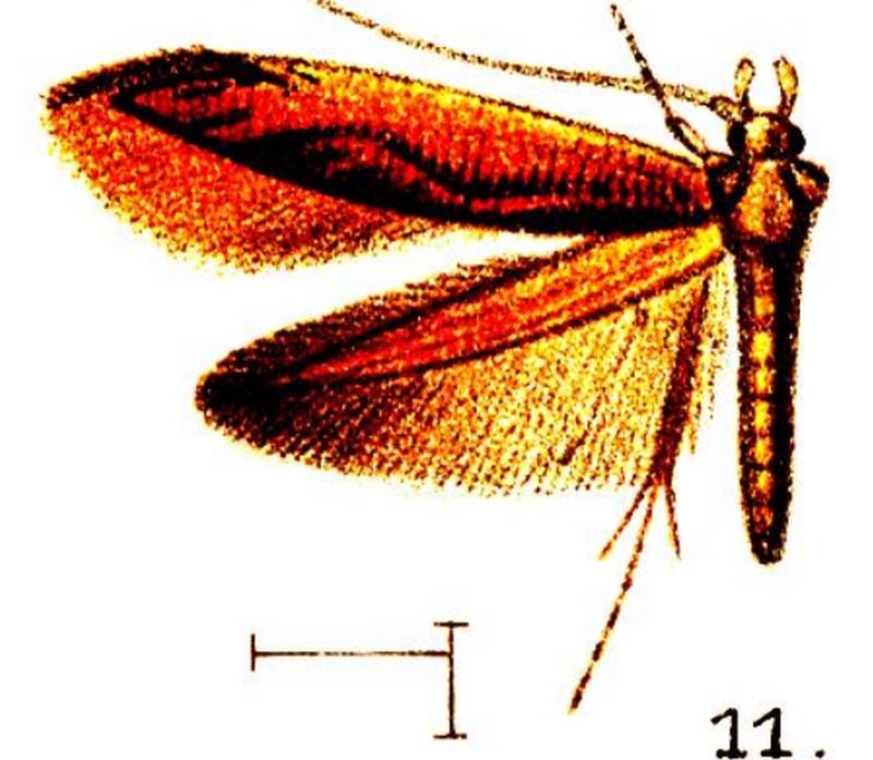 11.Opogona xerota-Wlsm.x-f.11