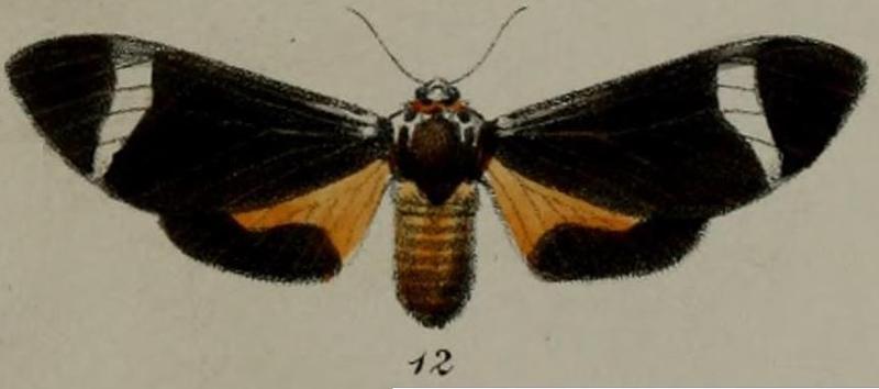 12-Anace herpa=Amerila syntomina (Butler, 1878)