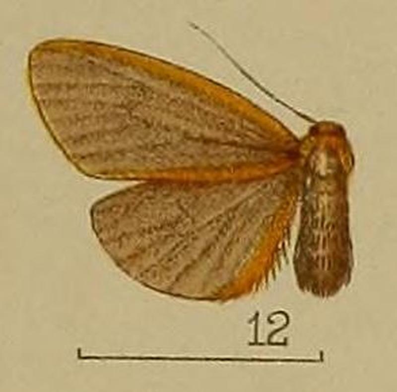12-Asura fulvimarginata Hampson, 1904