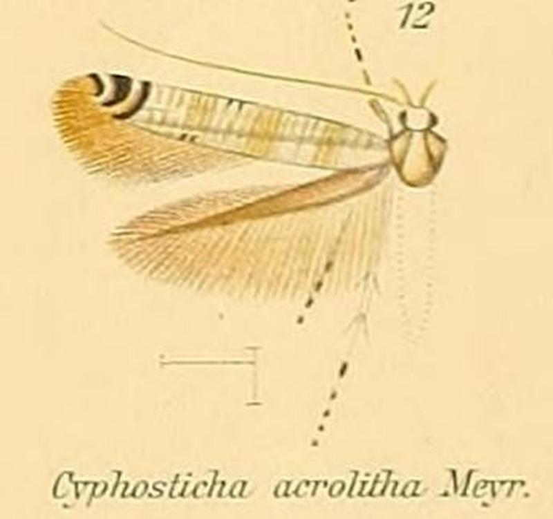 12-Cyphosticha acrolitha Meyrick, 1908