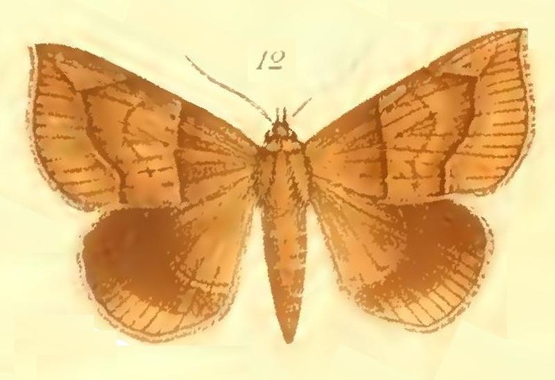 12-Dysgonia pudica (Möschler, 1887 (Ophisma)