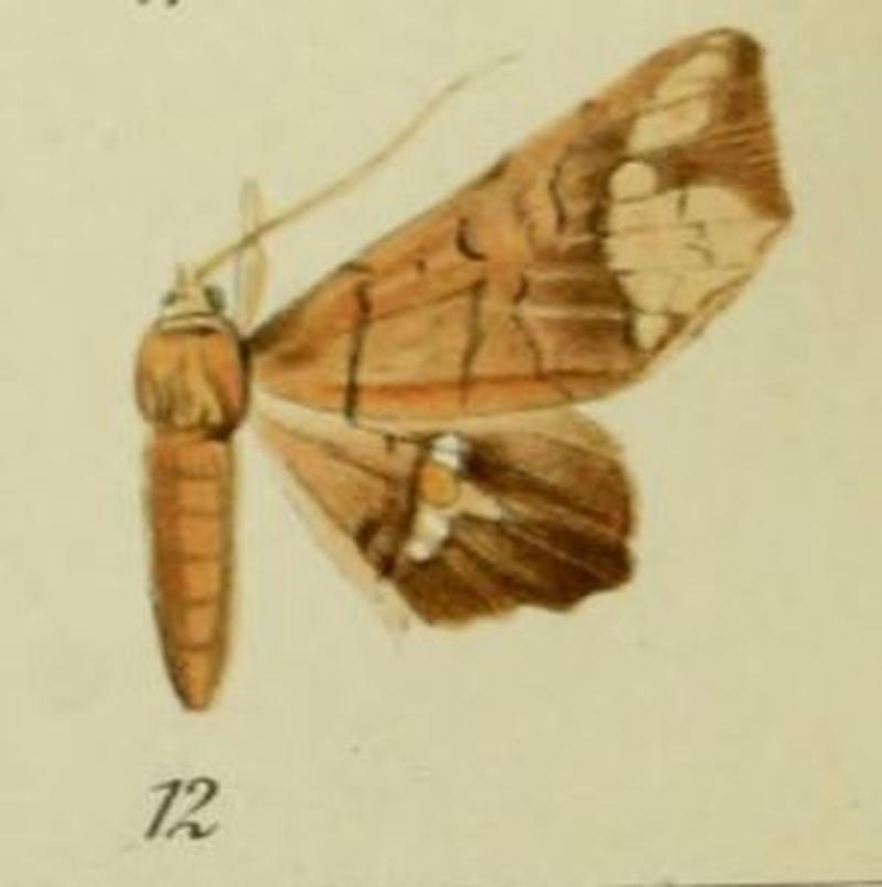 12-Episparis fenestrifera Bryk, 1915