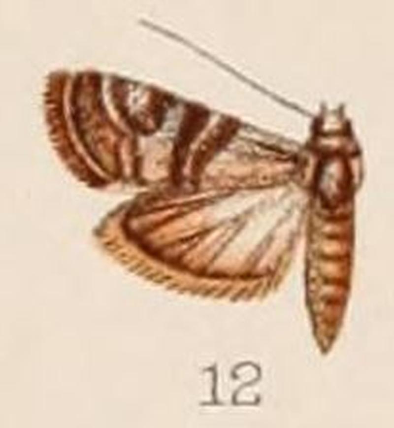 12-Euzophera cocciphaga Hampson, 1908